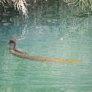 Anguilla reinhardtii (Long Finned Eel) at Mogo, NSW - 25 Sep 2025 by plants
