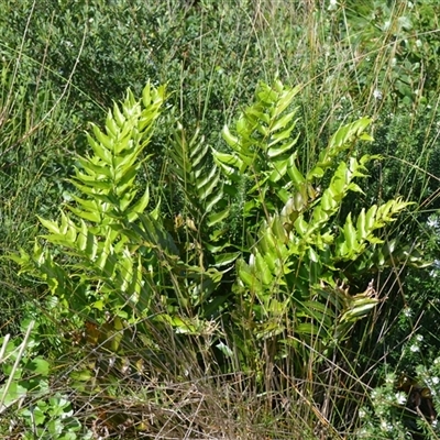Cyrtomium falcatum (Holly Fern) at Berrara, NSW - 24 Sep 2025 by plants