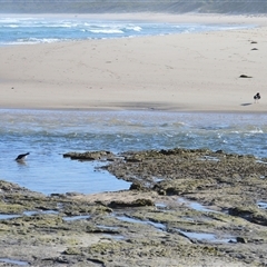 Haematopus longirostris (Australian Pied Oystercatcher) at Berrara, NSW - 24 Sep 2025 by plants