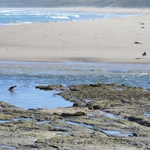 Haematopus longirostris (Australian Pied Oystercatcher) at Berrara, NSW - 24 Sep 2025 by plants