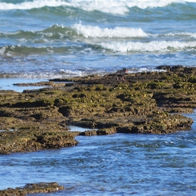 Haematopus fuliginosus (Sooty Oystercatcher) at Berrara, NSW - 24 Sep 2025 by plants