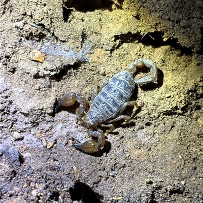 Urodacus manicatus (Black Rock Scorpion) at Bruce, ACT - 24 Sep 2025 by davidcunninghamwildlife