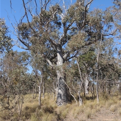 Eucalyptus rossii (Inland Scribbly Gum) at Pialligo, ACT - 26 Oct 2024 by MichaelBedingfield