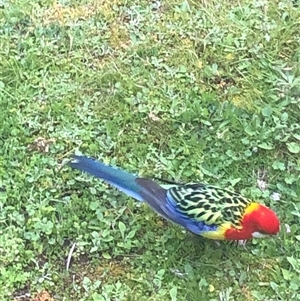 Platycercus eximius (Eastern Rosella) at Crowther, NSW - 22 Sep 2025 by Frecko