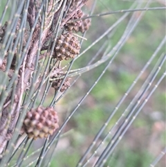 Casuarina cunninghamiana subsp. cunninghamiana (River She-Oak, River Oak) at Hackett, ACT - 25 Sep 2025 by abread111
