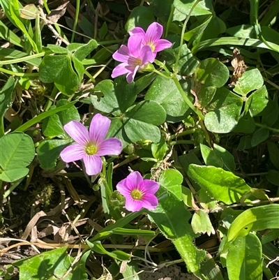 Unverified Other Wildflower or Herb at Bagotville, NSW - 22 Sep 2025 by Bagotville