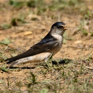 Petrochelidon nigricans (Tree Martin) at Throsby, ACT - 26 Sep 2025 by Thurstan