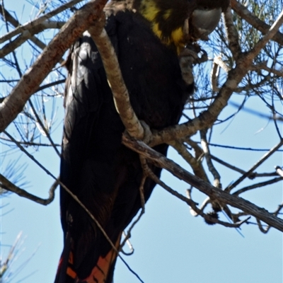 Calyptorhynchus lathami lathami (Glossy Black-Cockatoo) at Windellama, NSW - 11 Sep 2019 by GITM2