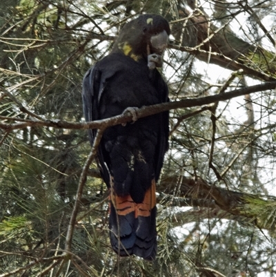 Calyptorhynchus lathami lathami (Glossy Black-Cockatoo) at Windellama, NSW - 23 Sep 2019 by GITM2