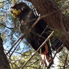 Calyptorhynchus lathami lathami at Windellama, NSW - suppressed
