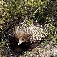 Tachyglossus aculeatus (Short-beaked Echidna) at Tharwa, ACT - 26 Sep 2025 by Shazw