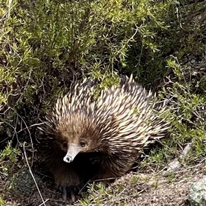Tachyglossus aculeatus (Short-beaked Echidna) at Tharwa, ACT - 26 Sep 2025 by Shazw