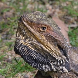Pogona barbata (Eastern Bearded Dragon) at Acton, ACT - 25 Sep 2025 by TimL