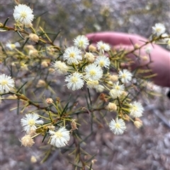 Acacia genistifolia (Early Wattle) at Oaks Estate, ACT - 26 Sep 2025 by KaiDewPHD