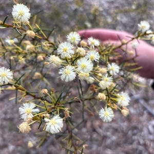 Acacia genistifolia (Early Wattle) at Oaks Estate, ACT - 26 Sep 2025 by KaiDewPHD