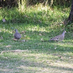 Phaps chalcoptera (Common Bronzewing) at Berrara, NSW - 24 Sep 2025 by plants