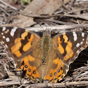 Vanessa kershawi (Australian Painted Lady) at Symonston, ACT - 26 Sep 2025 by rawshorty