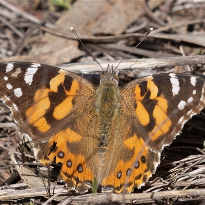Vanessa kershawi (Australian Painted Lady) at Symonston, ACT - 26 Sep 2025 by rawshorty
