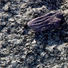 Austrobalanus imperator (Royal Rock Barnacle) at Lilli Pilli, NSW - 16 Jun 2023 by Hejor1
