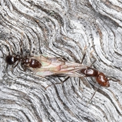 Papyrius sp. (genus) (A Coconut Ant) at Symonston, ACT - 26 Sep 2025 by rawshorty