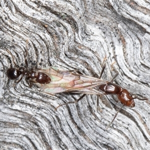 Papyrius sp. (genus) (A Coconut Ant) at Symonston, ACT - 26 Sep 2025 by rawshorty