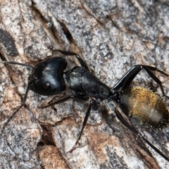 Camponotus aeneopilosus (A Golden-tailed sugar ant) at Symonston, ACT - 26 Sep 2025 by rawshorty