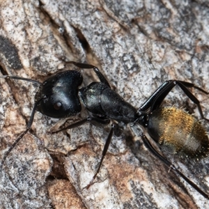 Camponotus aeneopilosus (A Golden-tailed sugar ant) at Symonston, ACT - 26 Sep 2025 by rawshorty