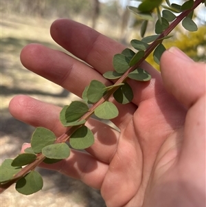 Acacia pravissima (Wedge-leaved Wattle, Ovens Wattle) at Oaks Estate, ACT - 26 Sep 2025 by KaiDewPHD