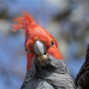 Callocephalon fimbriatum (Gang-gang Cockatoo) at Symonston, ACT - 26 Sep 2025 by rawshorty
