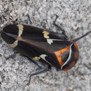 Eurymeloides pulchra (Gumtree hopper) at Symonston, ACT - 26 Sep 2025 by rawshorty