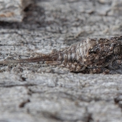 Fulgoroidea (superfamily) (Unidentified fulgoroid planthopper) at Symonston, ACT - 26 Sep 2025 by rawshorty
