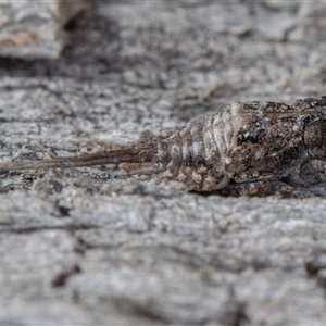 Fulgoroidea (superfamily) (Unidentified fulgoroid planthopper) at Symonston, ACT - 26 Sep 2025 by rawshorty