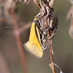 Philobota undescribed species near arabella (A concealer moth) at Symonston, ACT - 26 Sep 2025 by rawshorty