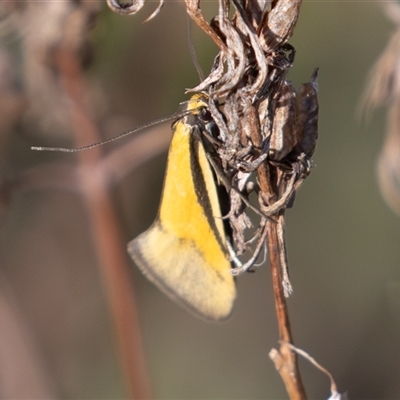 Philobota undescribed species near arabella (A concealer moth) at Symonston, ACT - 26 Sep 2025 by rawshorty