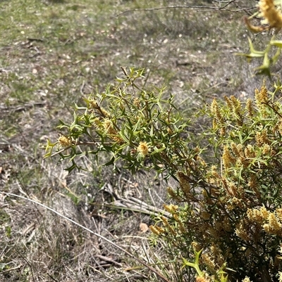 Grevillea ramosissima subsp. ramosissima (Fan Grevillea) at Campbell, ACT - 26 Sep 2025 by KaiDewPHD