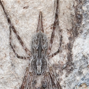 Tamopsis fickerti (Two-tailed spider) at Symonston, ACT - 26 Sep 2025 by rawshorty
