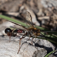 Unverified Wasp (Hymenoptera, Apocrita) at Symonston, ACT - 26 Sep 2025 by rawshorty