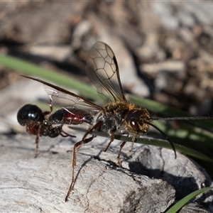 Unverified Wasp (Hymenoptera, Apocrita) at Symonston, ACT - 26 Sep 2025 by rawshorty