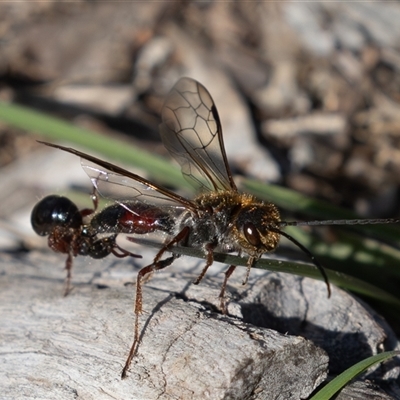 Unverified Wasp (Hymenoptera, Apocrita) at Symonston, ACT - 26 Sep 2025 by rawshorty