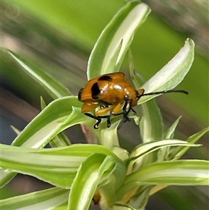 Stethopachys formosa (Dendrobium Beetle) at Dunbogan, NSW - 26 Sep 2025 by LPW