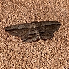 Euphronarcha luxaria (Striated Bark Moth) at Waramanga, ACT - 26 Sep 2025 by LOz
