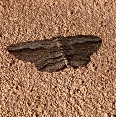 Euphronarcha luxaria (Striated Bark Moth) at Waramanga, ACT - 26 Sep 2025 by LOz