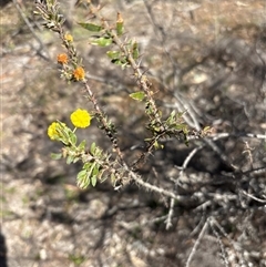 Acacia paradoxa (Kangaroo Thorn) at Campbell, ACT - 26 Sep 2025 by KaiDewPHD