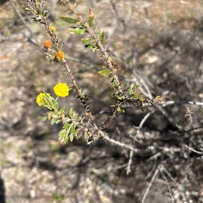 Acacia paradoxa (Kangaroo Thorn) at Campbell, ACT - 26 Sep 2025 by KaiDewPHD