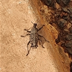 Amycterini (tribe) (A true weevil) at Dundas, WA - 26 Sep 2025 by JoeyBeetle