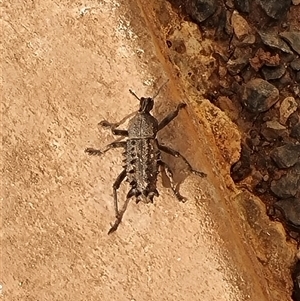 Amycterini (tribe) (A true weevil) at Dundas, WA - 26 Sep 2025 by JoeyBeetle