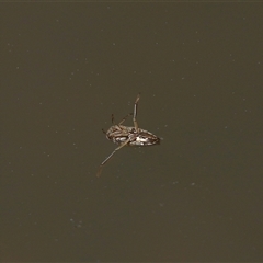 Enithares sp. (genus) (Backswimmer) at Tharwa, ACT - 24 Sep 2025 by TimL