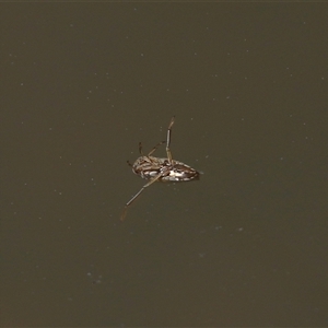 Enithares sp. (genus) (Backswimmer) at Tharwa, ACT - 24 Sep 2025 by TimL