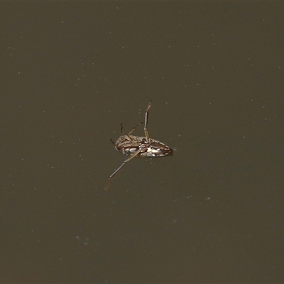 Enithares sp. (genus) (Backswimmer) at Tharwa, ACT - 24 Sep 2025 by TimL