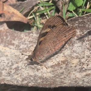 Argynnina cyrila (Forest Brown, Cyril's Brown) at Monga, NSW - 26 Sep 2025 by clarehoneydove